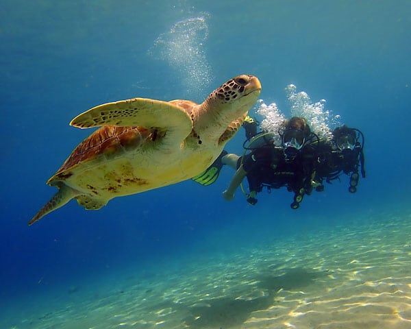 Underwater Research Diver
